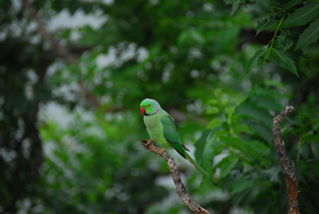The Shaharkot By The Lake Hotel Udaipur Luaran gambar